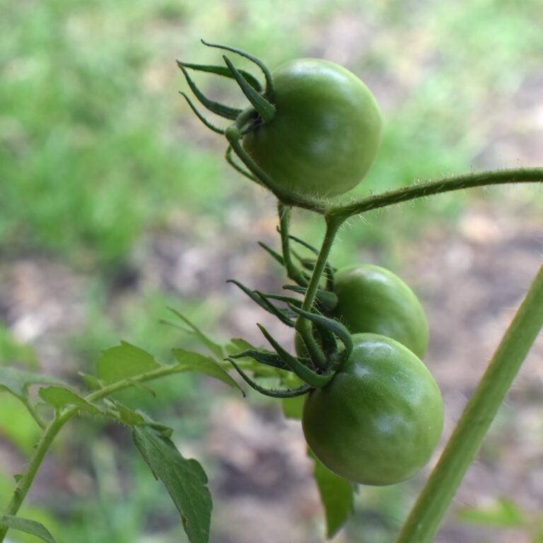 Sült zöld paradicsom készítése – Hogyan készítsük?