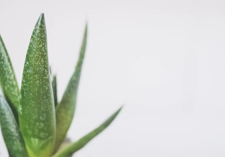 Az aloe vera gyógyhatásai – Érdemes megismerni