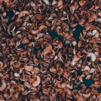 Illusztráció: pasha kres