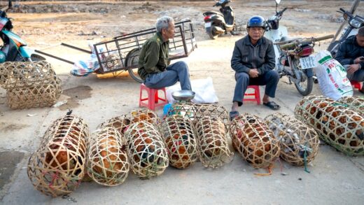 Illusztráció: Quang Nguyen Vinh