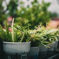 Fotó: John Ivan Cocjin, Forrás: Pexels