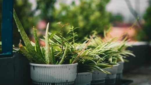 Fotó: John Ivan Cocjin, Forrás: Pexels