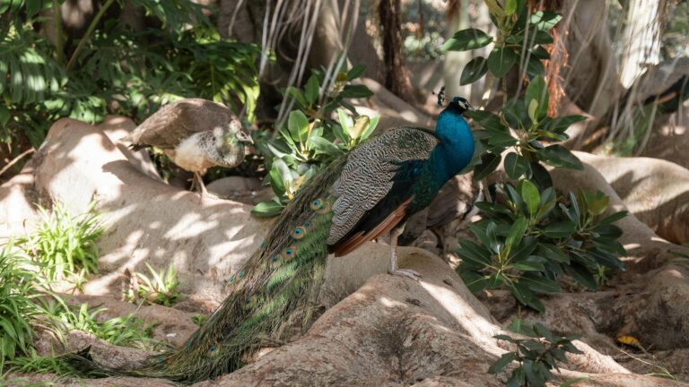 Így csalogathatunk több énekesmadarat a kertünkbe egész évben