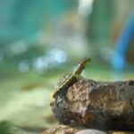 Hogyan segíthet a káposztalevél a gyulladt ízületek enyhítésében?