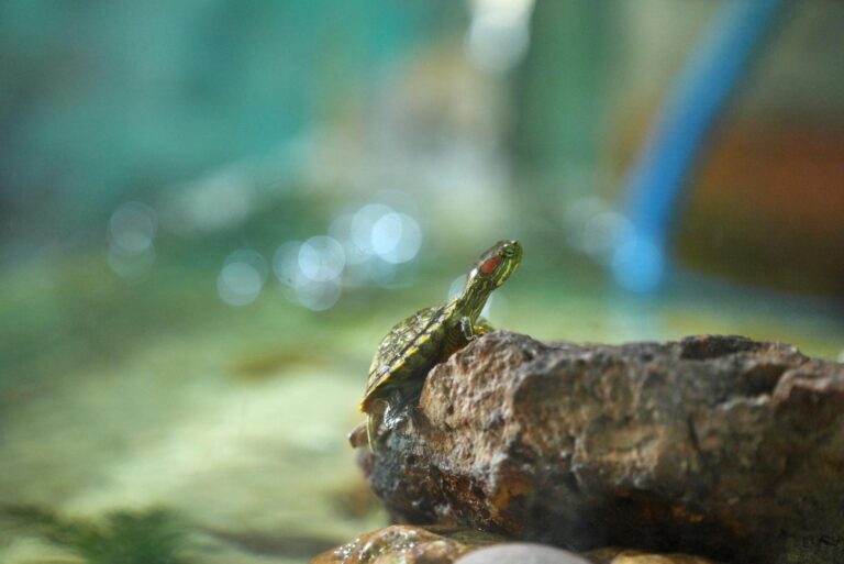 Hogyan segíthet a káposztalevél a gyulladt ízületek enyhítésében?