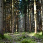 Miért érdemes hetente legalább egyszer kivonulni a természetbe?