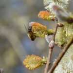 Allergiaszezon túlélési útmutató: Hogyan tartsuk tisztán a lakás levegőjét?